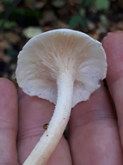 Hygrophorus hedrychii