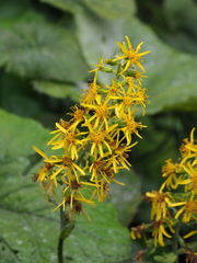 Ligularia fischeri