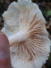 Hygrophorus hedrychii