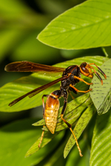 Polistes comanchus comanchus