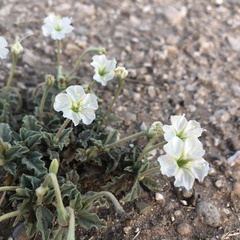 Acleisanthes