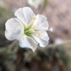 Acleisanthes
