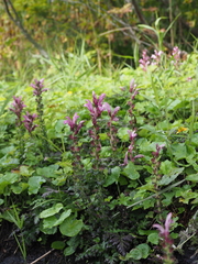 Pedicularis nipponica