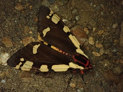 Arctia matronula