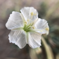 Acleisanthes