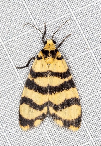 Scaptesyle equidistans Lucas, 1890