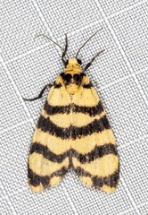 Scaptesyle equidistans