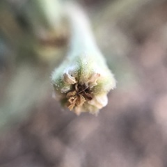 Acleisanthes