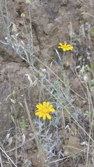 Eriophyllum lanatum lanceolatum