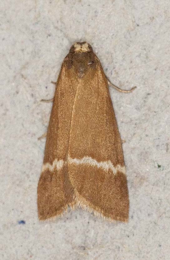 Scaptesyle monogrammaria