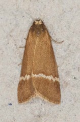 Scaptesyle monogrammaria