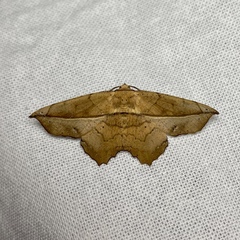 Polyacme dissimilis