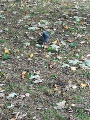 Columba livia