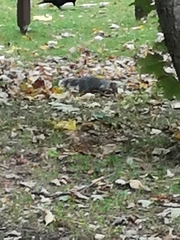 Sciurus carolinensis