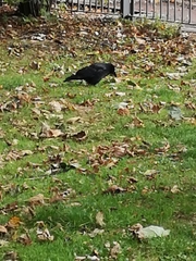 Corvus corone