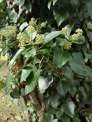Hedera