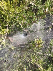 Tegenaria mediterranea