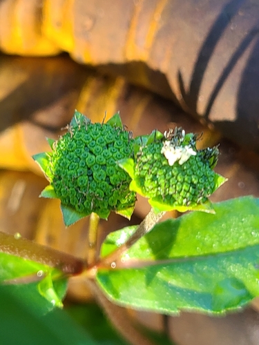 Eclipta prostrata image