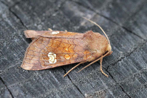 Amphipoea oculea