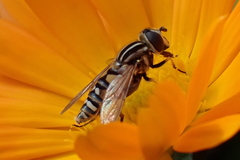 Helophilus pendulus