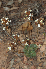 Stylidium ciliatum