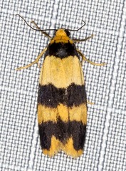 Stenoscaptia venusta