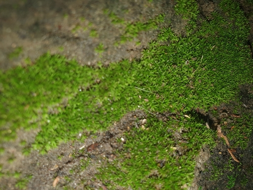 Trichostomum brachydontium image