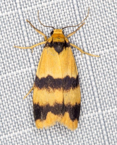 Stenoscaptia venusta Lucas, 1890