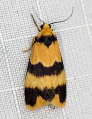 Stenoscaptia venusta