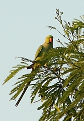 Psittacula krameri