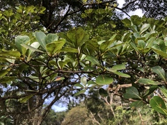 Terminalia amazonia