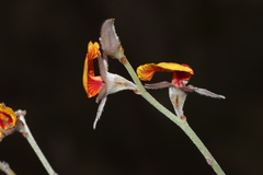 Jacksonia restioides