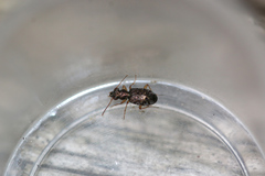 Asaphidion flavipes
