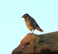 Acridotheres tristis