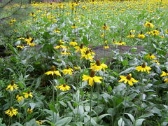 Rudbeckia californica