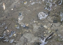 Carcinoscorpius rotundicauda