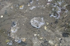 Carcinoscorpius rotundicauda