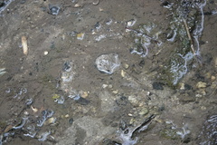 Carcinoscorpius rotundicauda