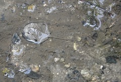 Carcinoscorpius rotundicauda