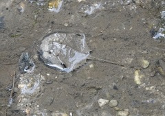 Carcinoscorpius rotundicauda