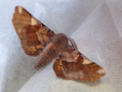 Sebastosema bubonaria