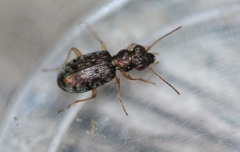 Asaphidion flavipes