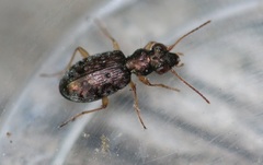 Asaphidion flavipes