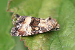 Photedes captiuncula