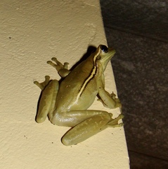 Trachycephalus mesophaeus