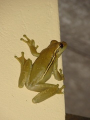 Trachycephalus mesophaeus