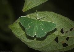 Prasinocyma iosticta