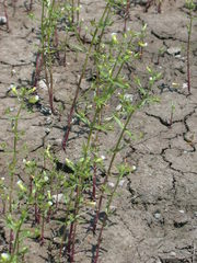 Gratiola quartermaniae