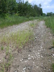 Gratiola quartermaniae