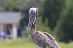 Pelecanus occidentalis